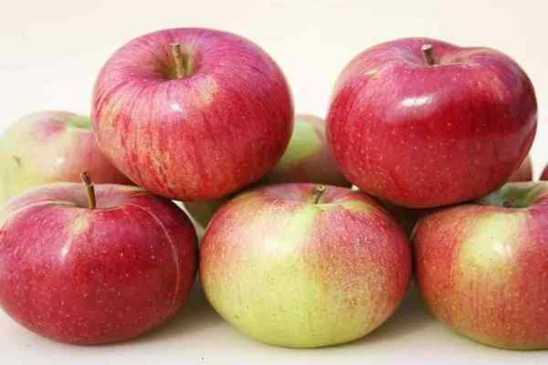 apple tree Anis Sverdlovsky