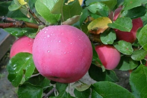 apple tree Anis Sverdlovsky