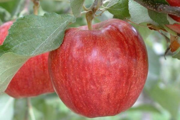 apple tree gala