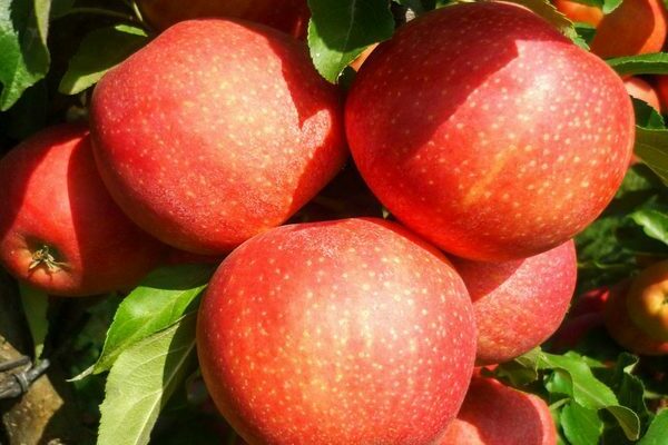 apple tree gala