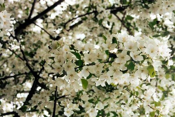 decorative apple tree