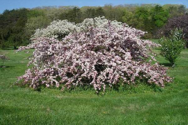decorative apple tree