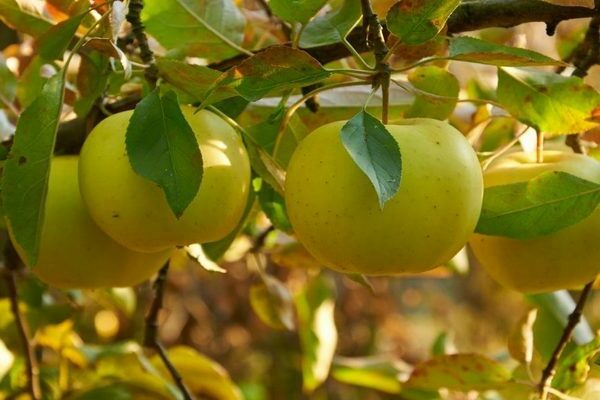 apple tree cigarette