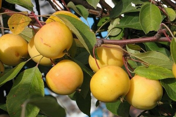 apple tree cigarette