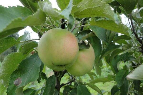 president apple tree description