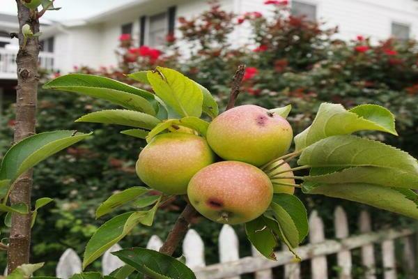 apple tree president columnar description