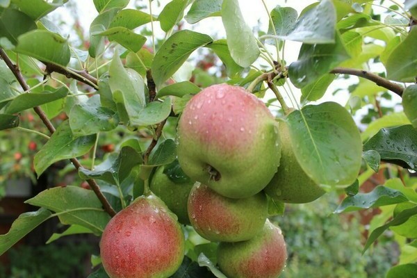 apple tree president photo