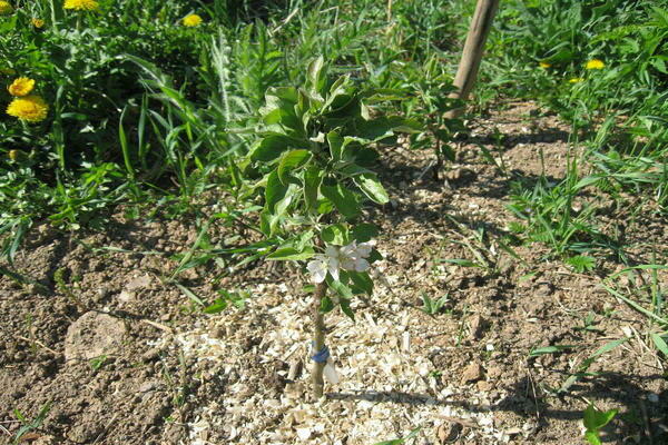 apple tree president reviews