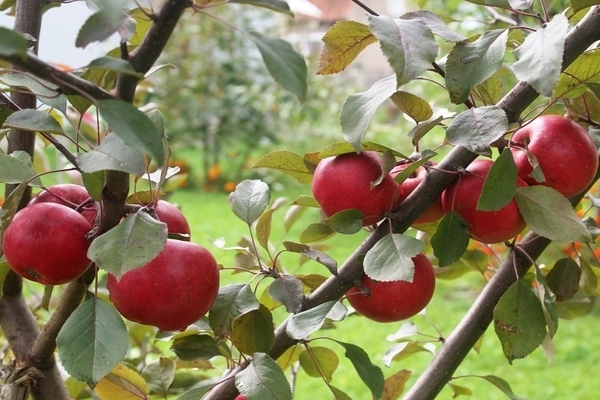 apple tree red catty