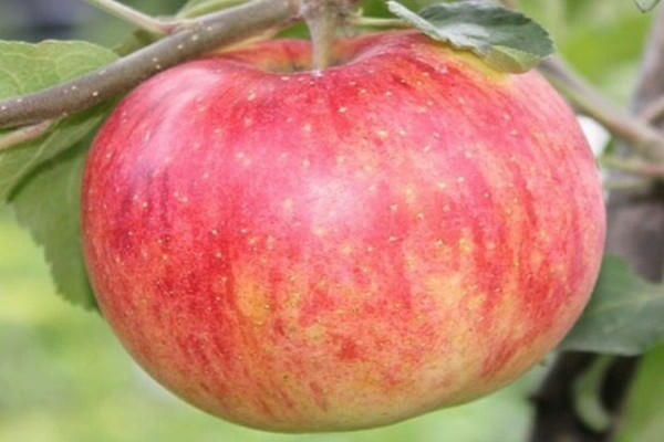 apple tree Shtrifel