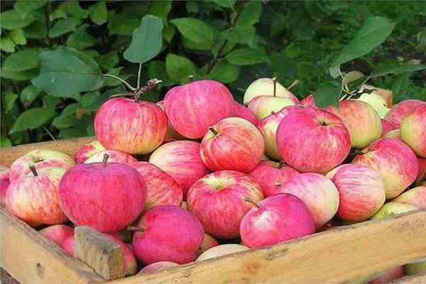 apple tree Shtrifel