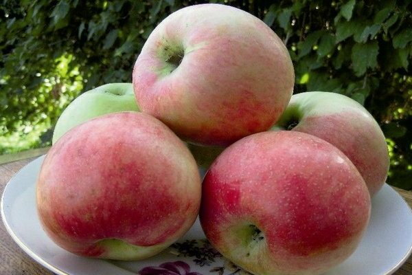 apple tree Sun
