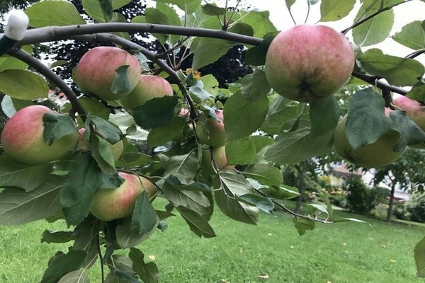 apple tree Sun