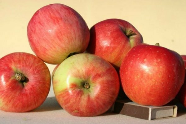 apple tree Sun