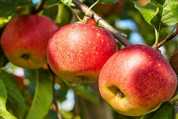 apple tree Uralets