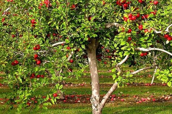 apple tree Uralets
