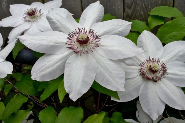 clematis queen yadwiga description