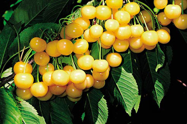 yellow cherry