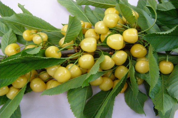 yellow cherry photo