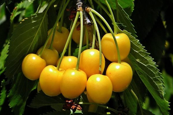 cherry yellow variety description