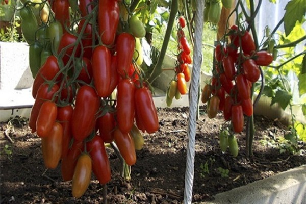 avis sur les brûleurs de tomates