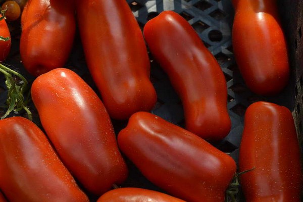 variété de tomate gigalo