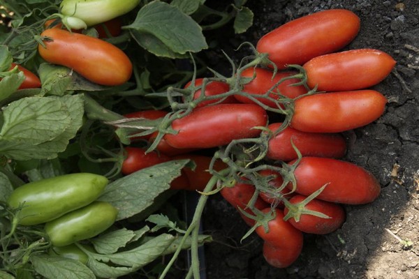 tomates gigalo avis photo