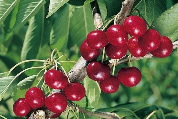 varieties of cherries