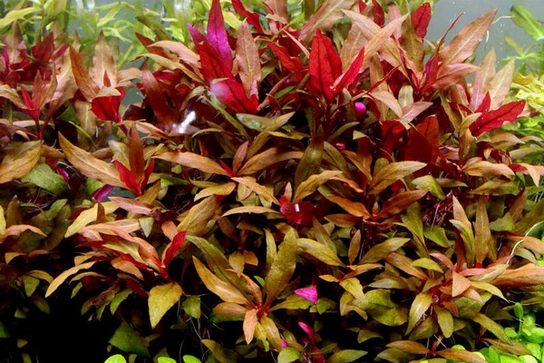plantes herbacées alternantera + pour terrain découvert