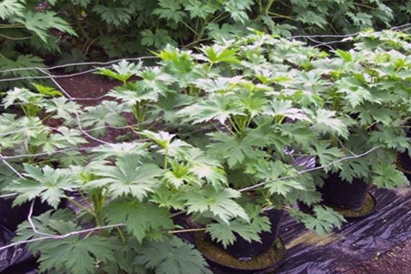 maladie delphinium + et traitement