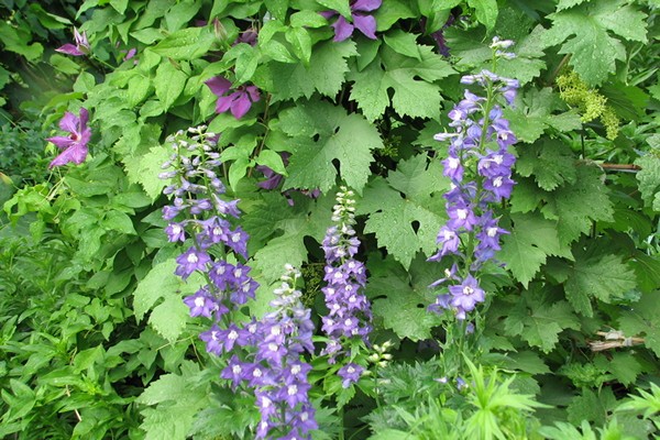 description de la photo de la maladie du delphinium