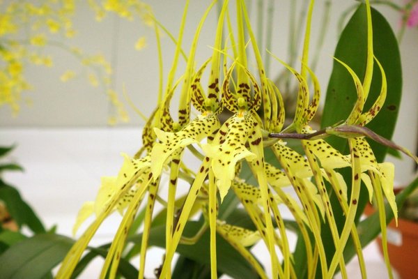 Fotos de Brassia