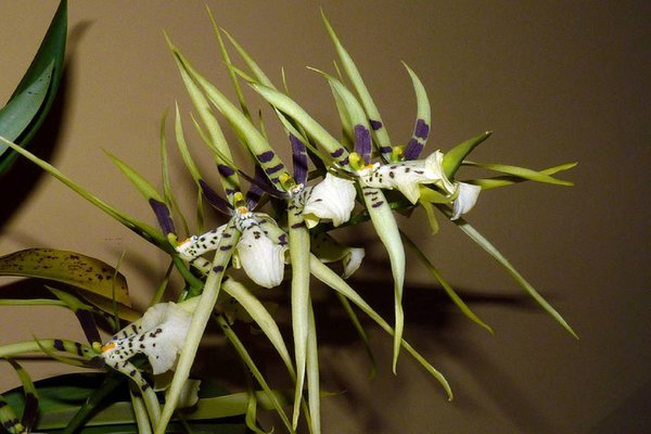 Fotos de Brassia