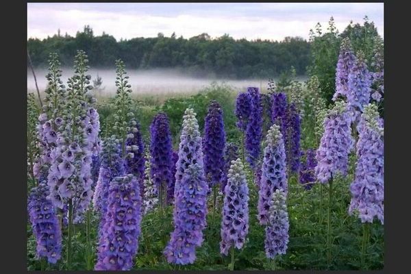 Delphinium for the winter