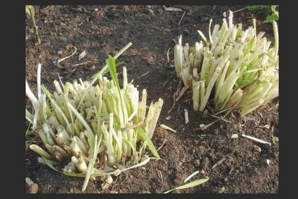 How to prepare a delphinium for winter