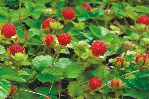 dusheney comestible