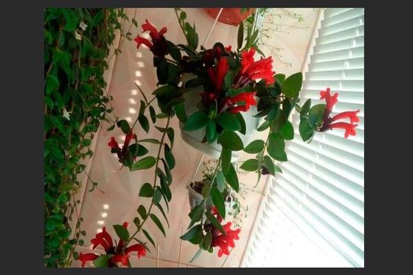 Eschinanthus em casa