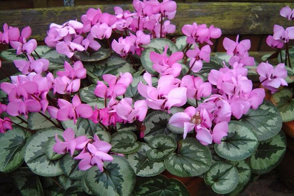 photo de cyclamen