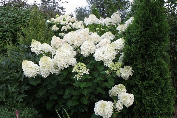 les meilleures variétés d'hortensia