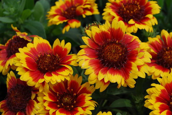 Gaillardia planting and care
