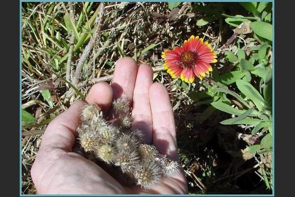 Gaillardia planting and care