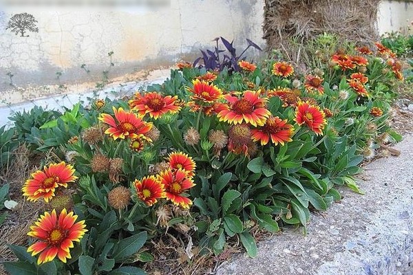 Gaillardia: photo
