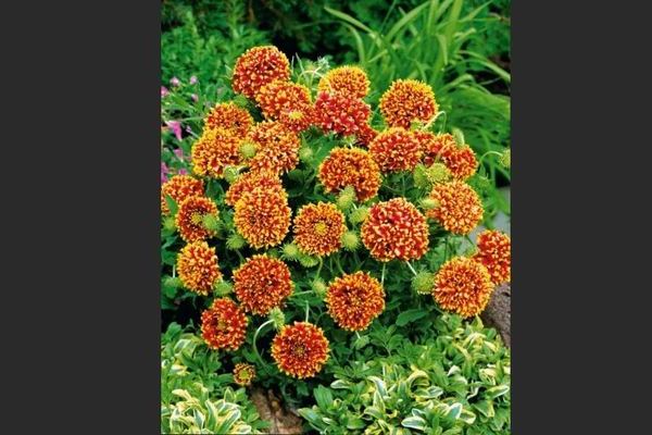 Gaillardia planting and care