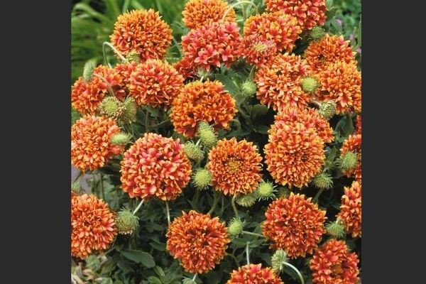 Gaillardia planting and care