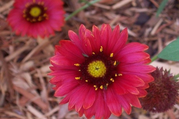 Gaillardia planting and care
