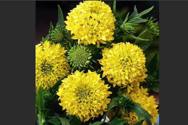 Gaillardia planting and care