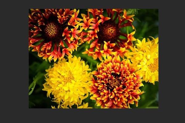 Gaillardia planting and care