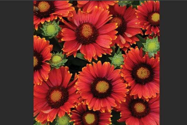 Gaillardia planting and care