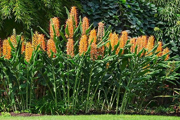 Gedihium photo