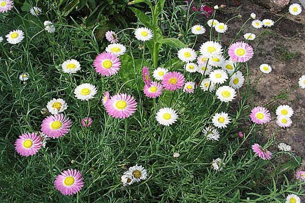 gelichrizum cultivation